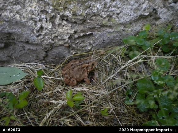 Eastern American Toad
