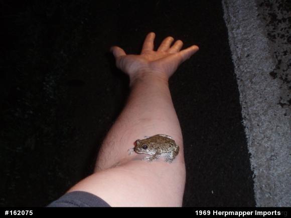 Unknown Gray Treefrog