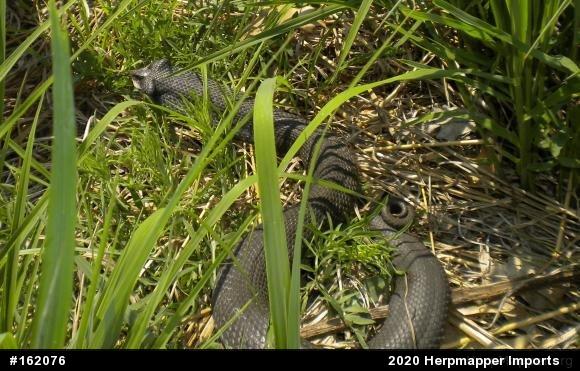Eastern Hog-nosed Snake