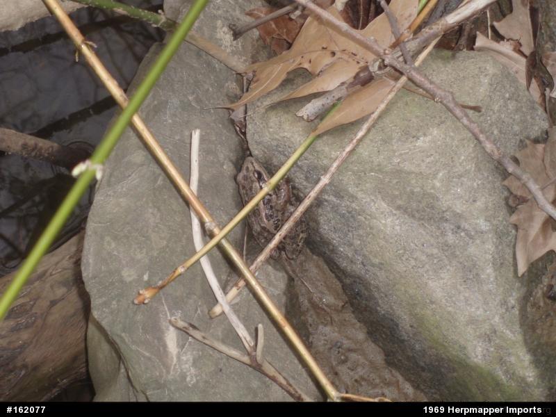 Pickerel Frog