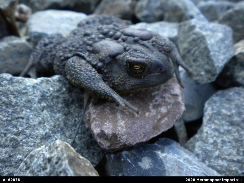 Eastern American Toad