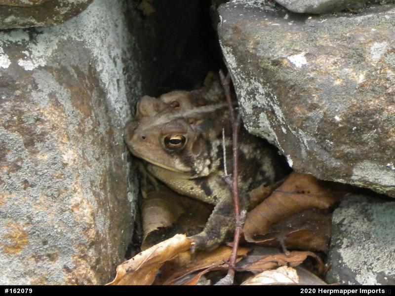 Eastern American Toad