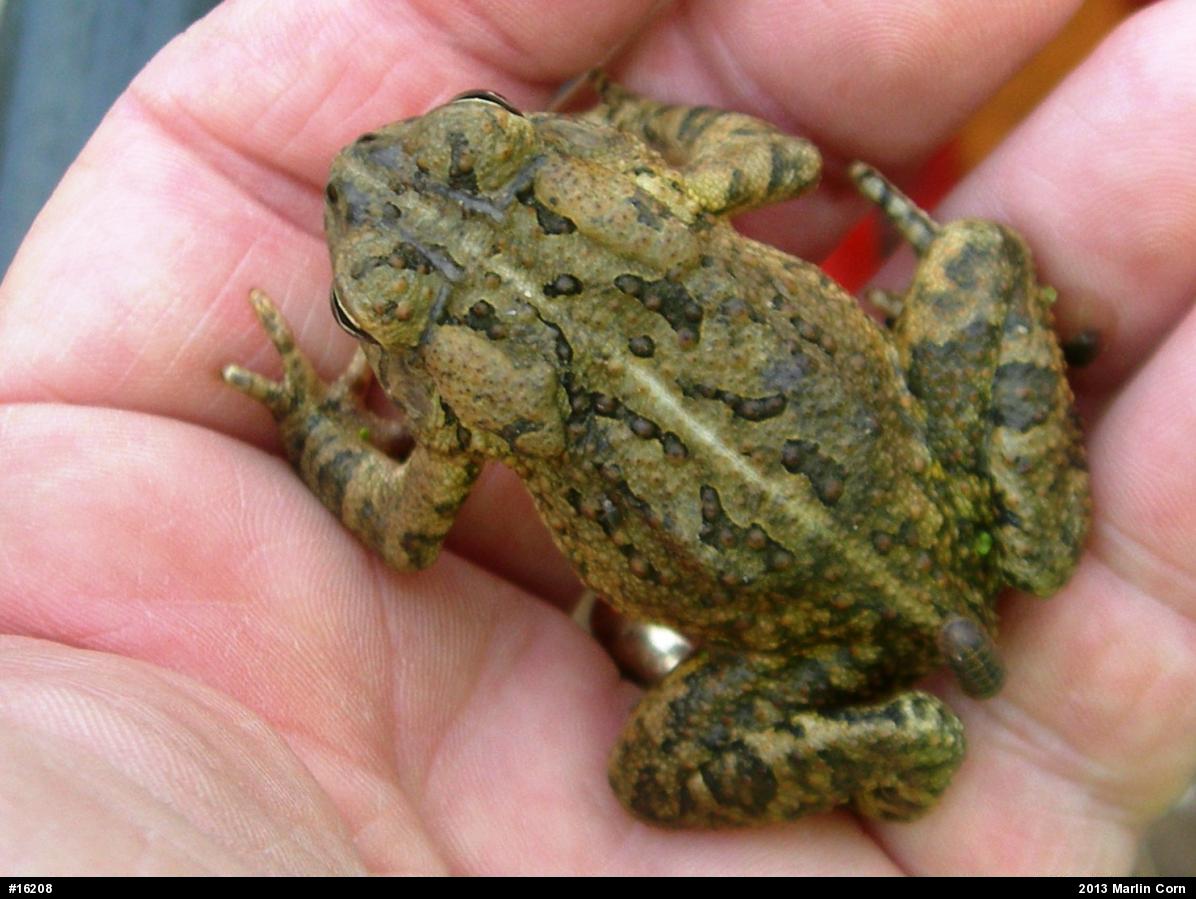Fowler's Toad