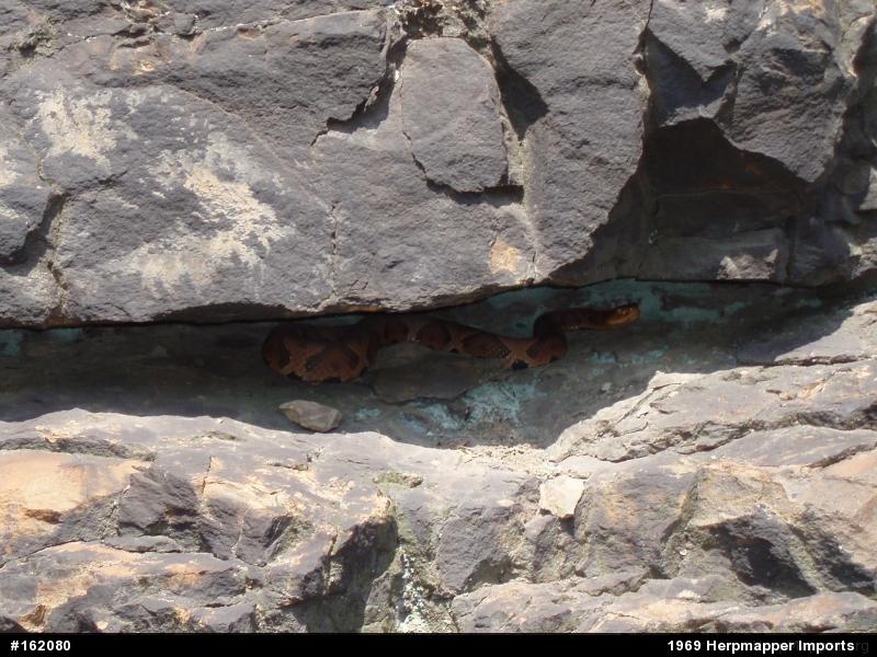 Northern Copperhead