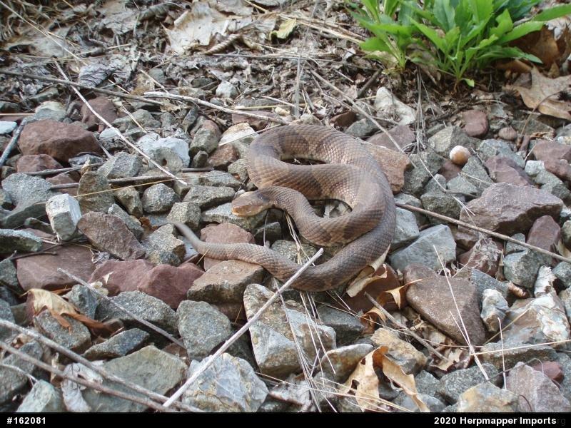 Northern Copperhead
