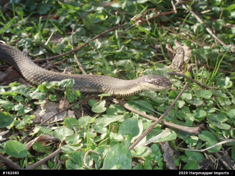 Queensnake