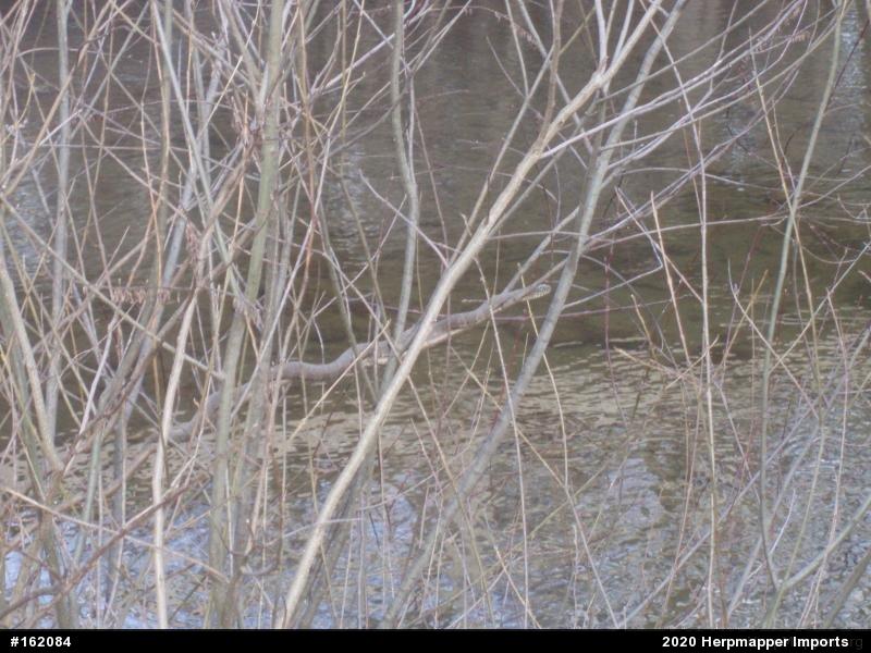 Northern Watersnake