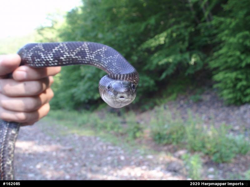 Eastern Ratsnake