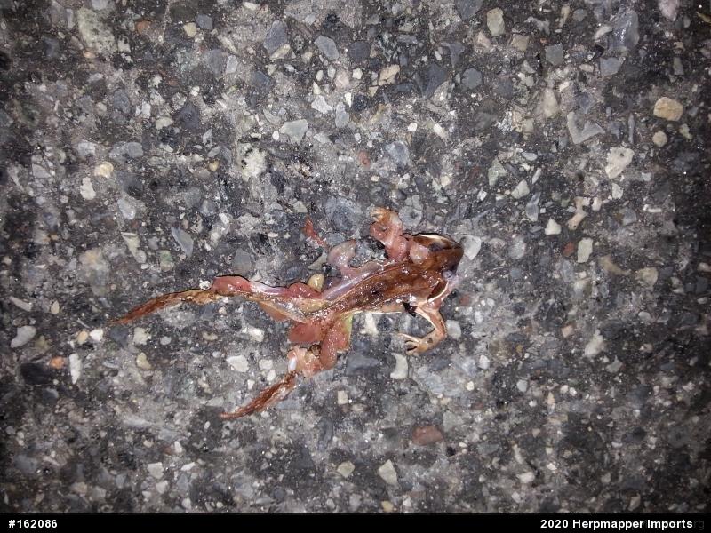 Wood Frog