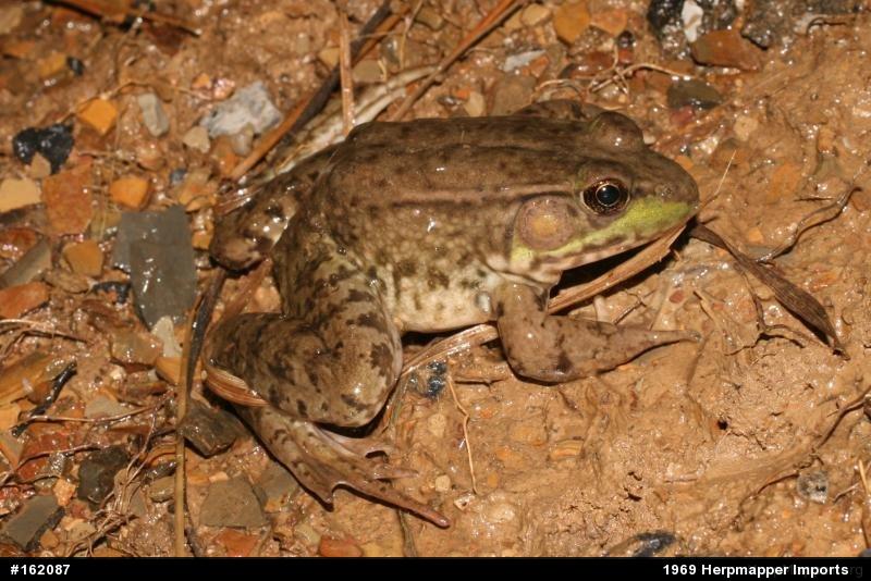 Green Frog
