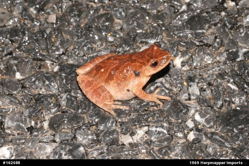 Spring Peeper