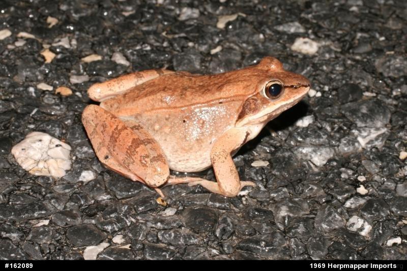 Wood Frog