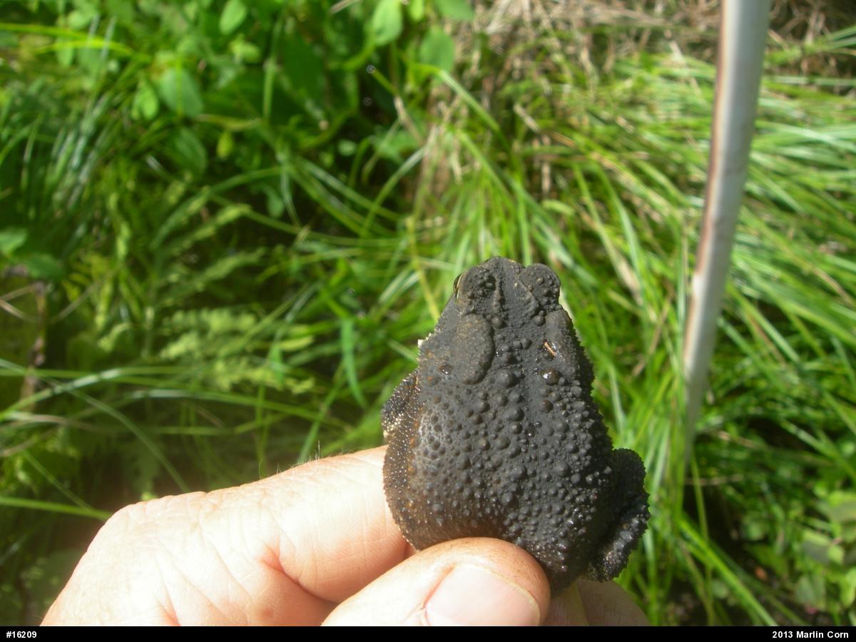 Eastern American Toad