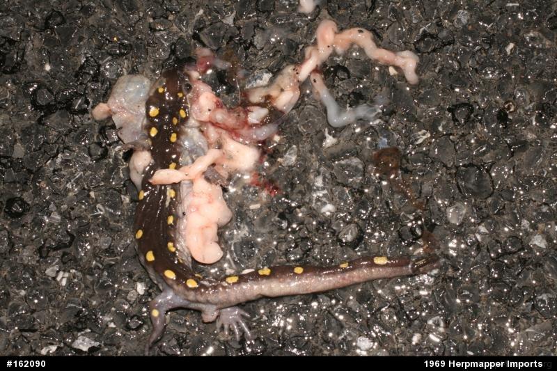 Spotted Salamander