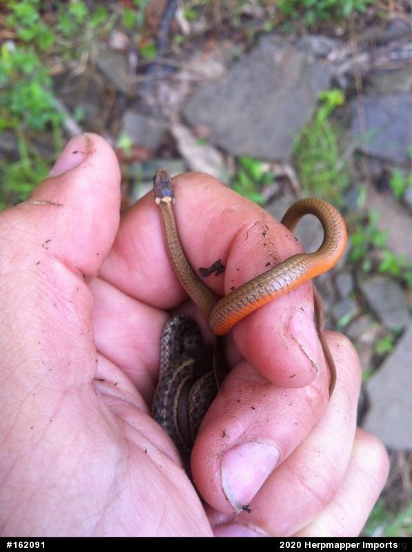 Red-bellied Snake