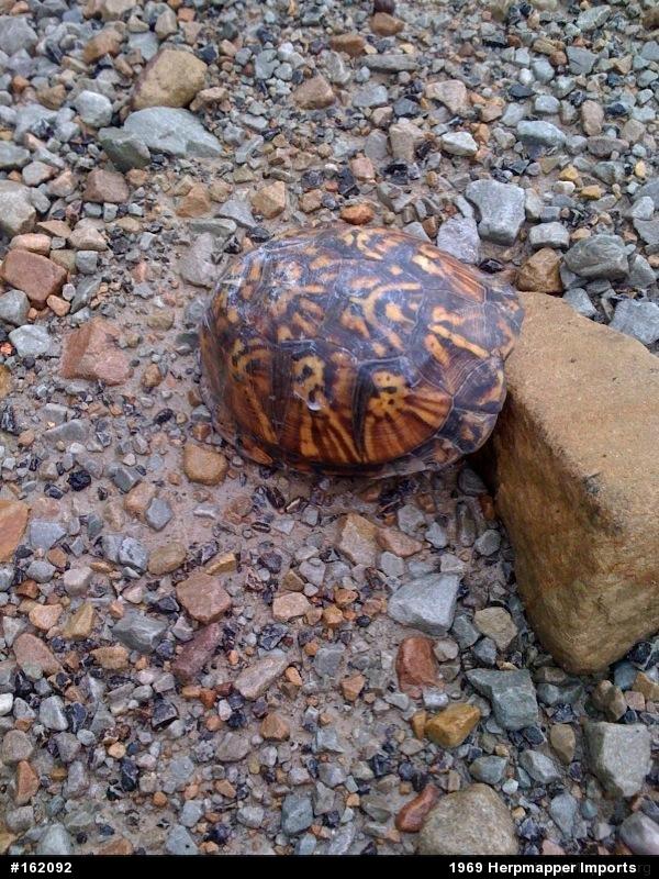 Eastern Box Turtle