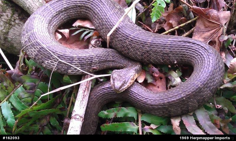 Northern Watersnake