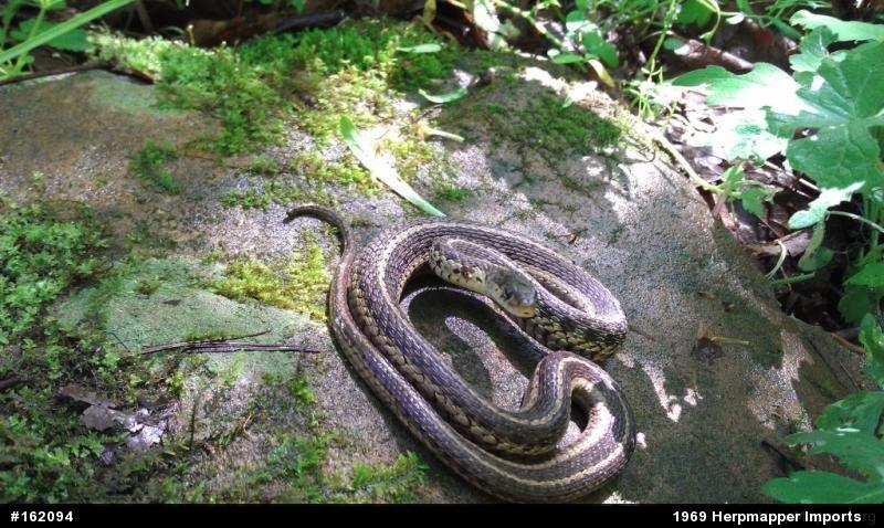 Eastern Gartersnake