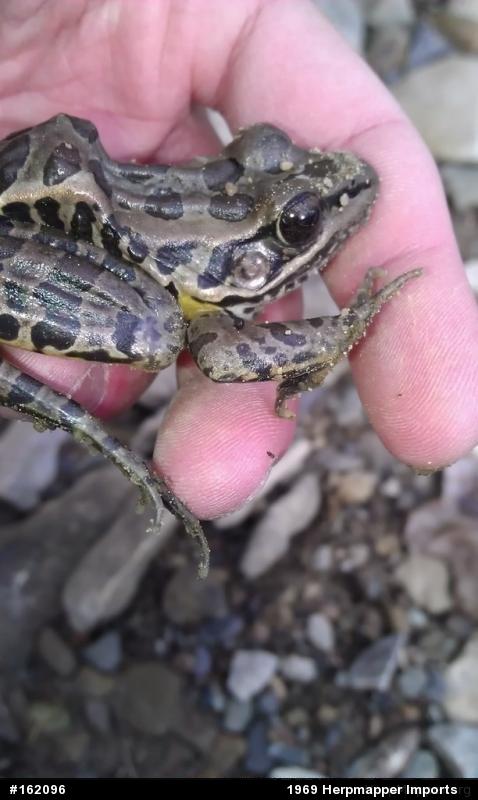 Pickerel Frog