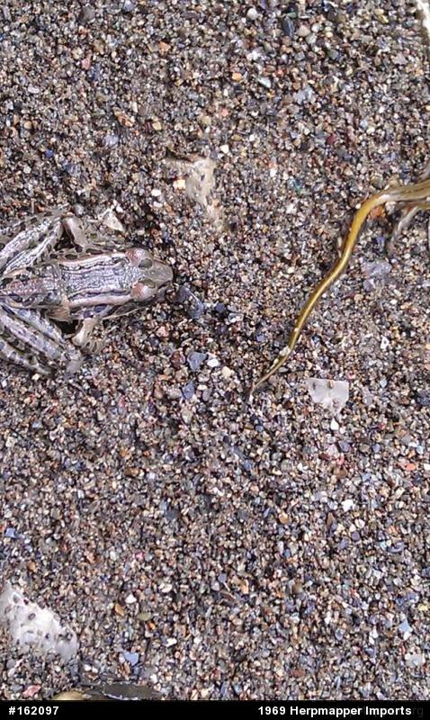 Pickerel Frog