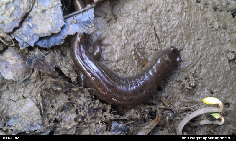 Northern Dusky Salamander