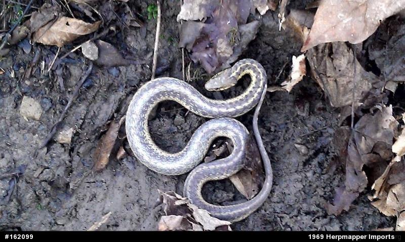 Eastern Gartersnake