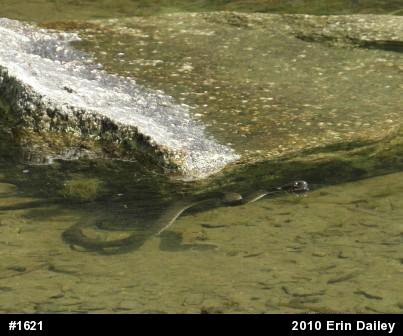 Northern Watersnake