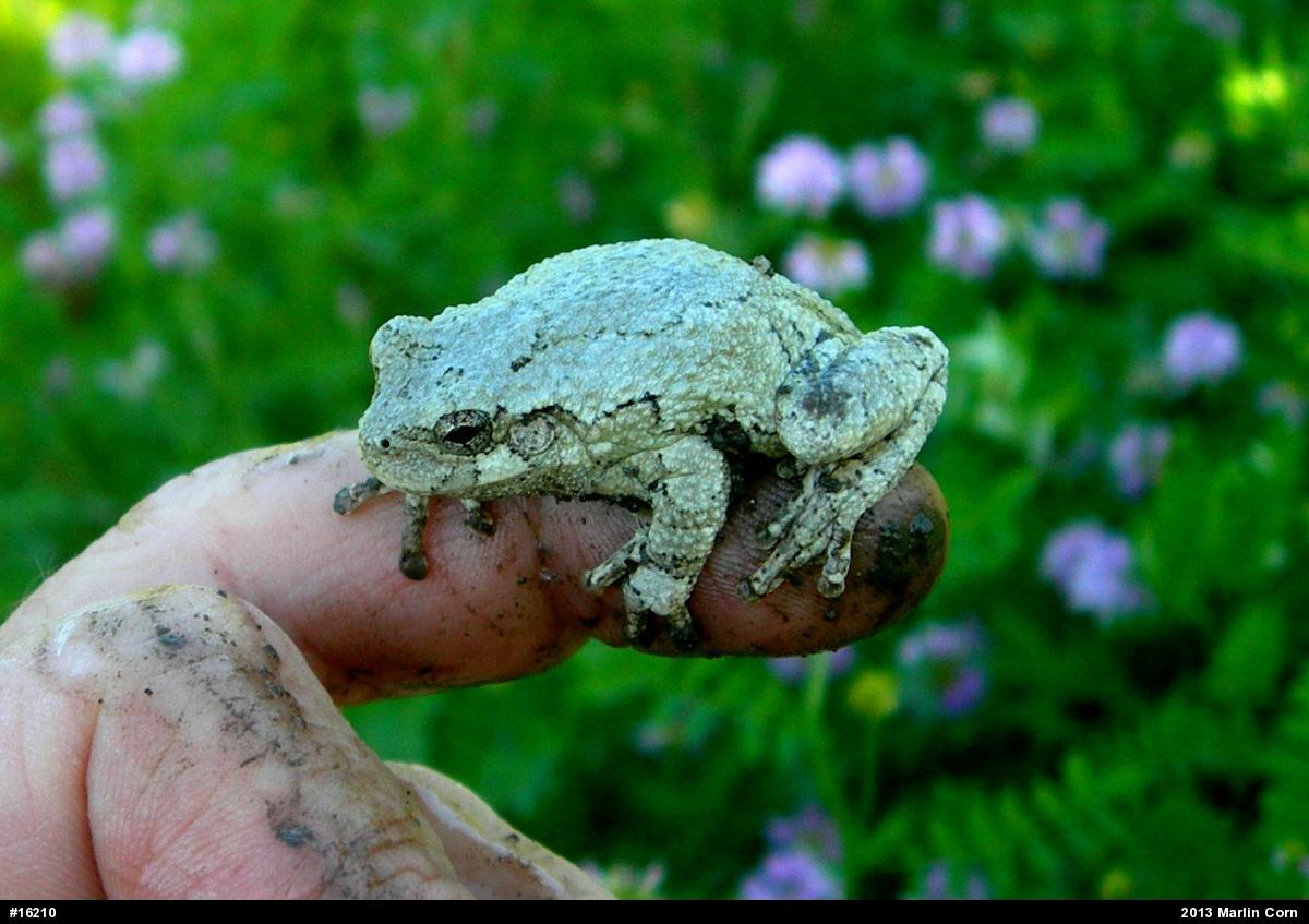 Gray Treefrog