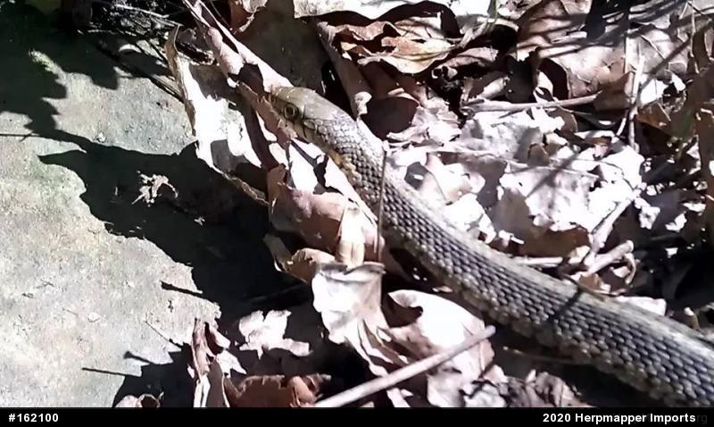 Eastern Gartersnake