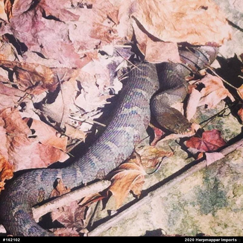 Northern Watersnake