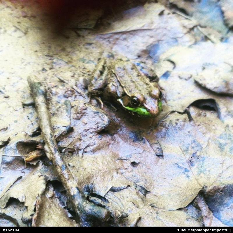 Green Frog