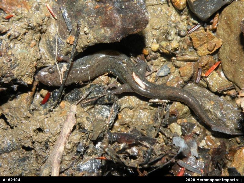 Northern Dusky Salamander