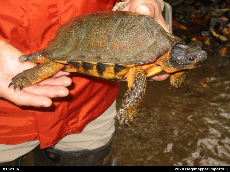 Wood Turtle