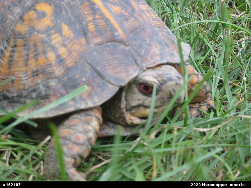 Eastern Box Turtle