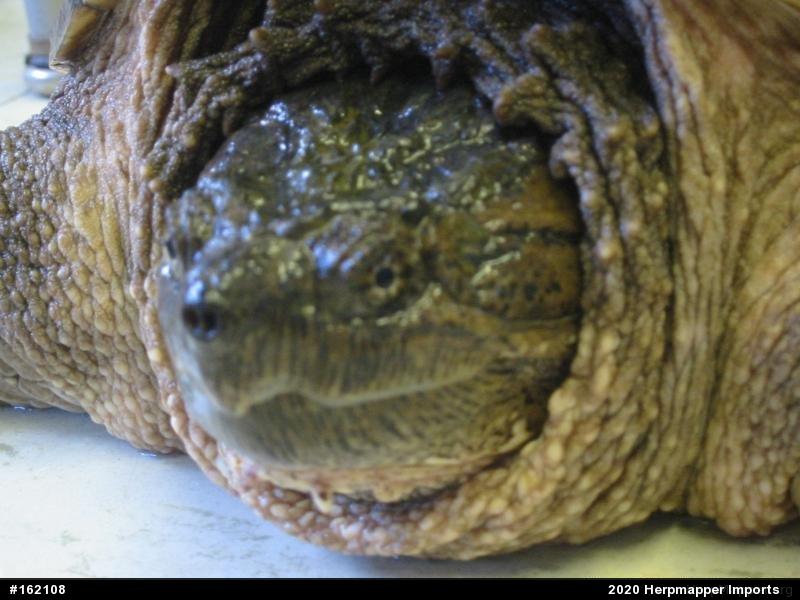 Snapping Turtle