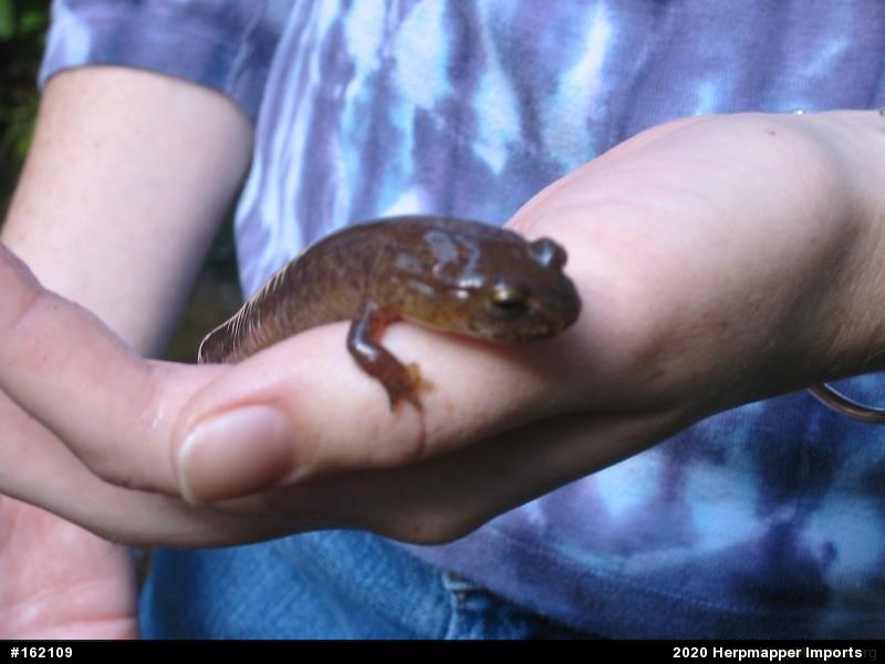 Northern Spring Salamander