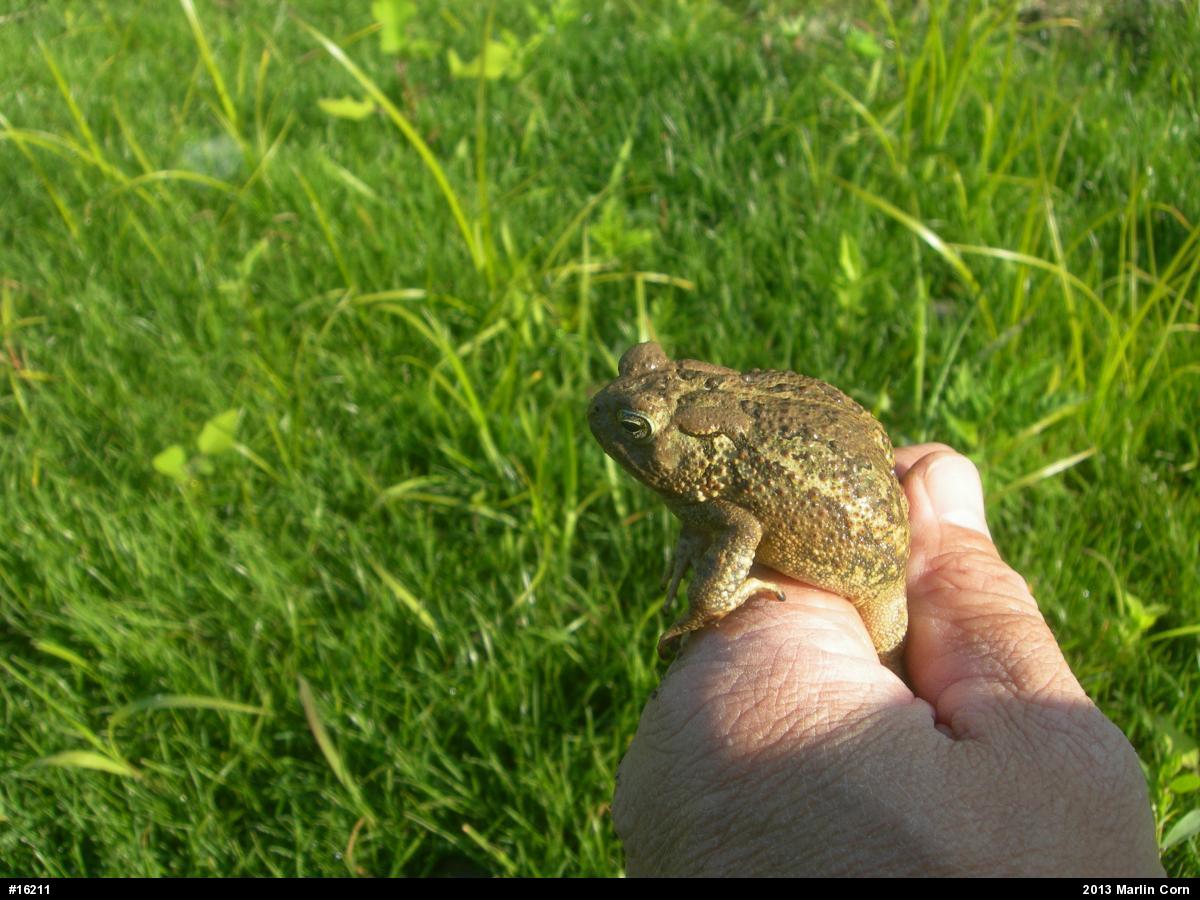Fowler's Toad