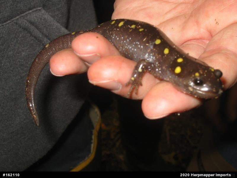 Spotted Salamander