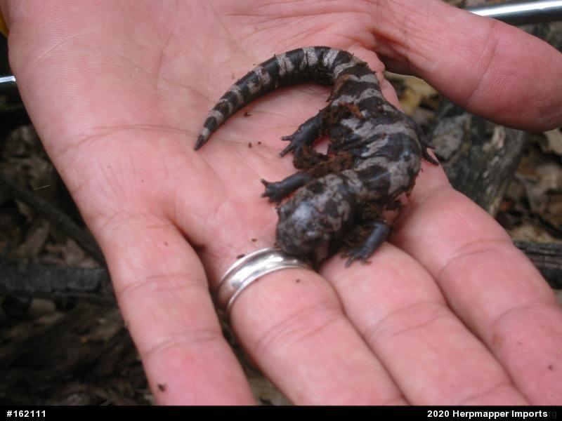 Marbled Salamander