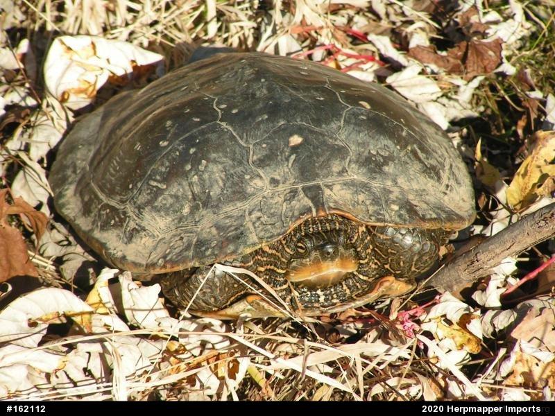 Northern Map Turtle