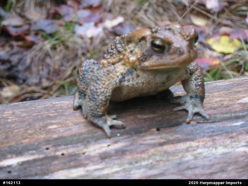 Eastern American Toad