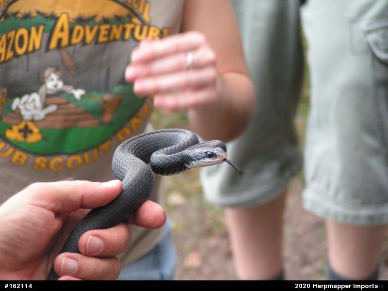 Northern Black Racer
