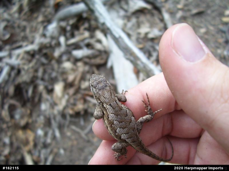 Eastern Fence Lizard