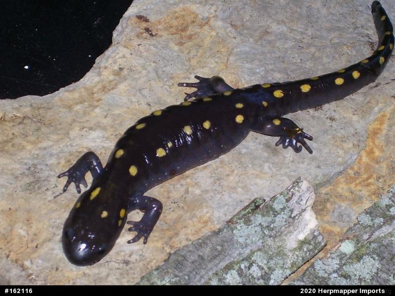 Spotted Salamander