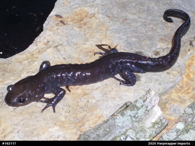 Jefferson Salamander