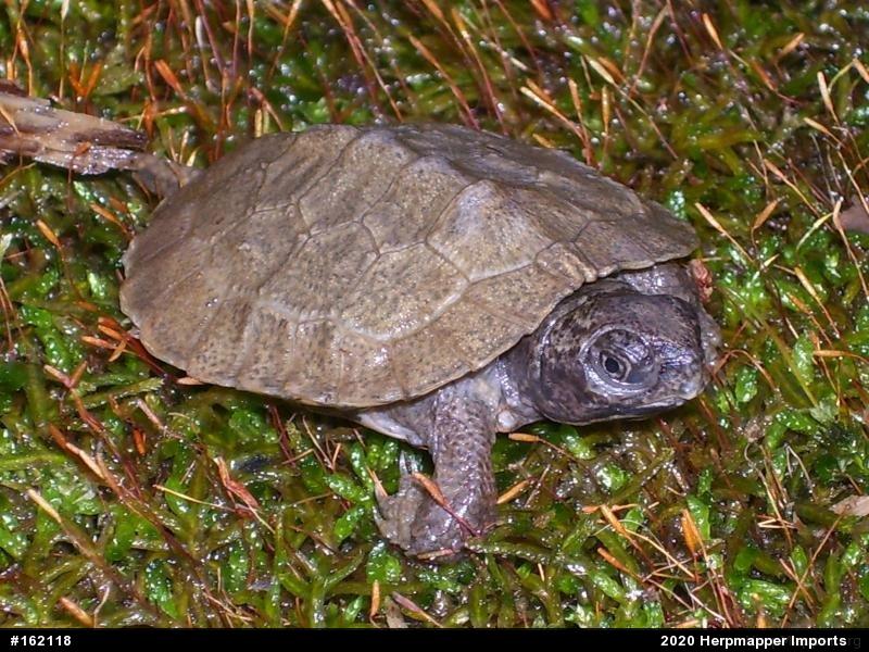 Wood Turtle