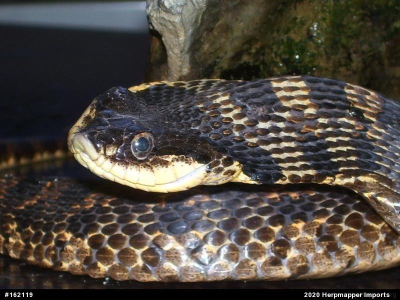 Eastern Hog-nosed Snake