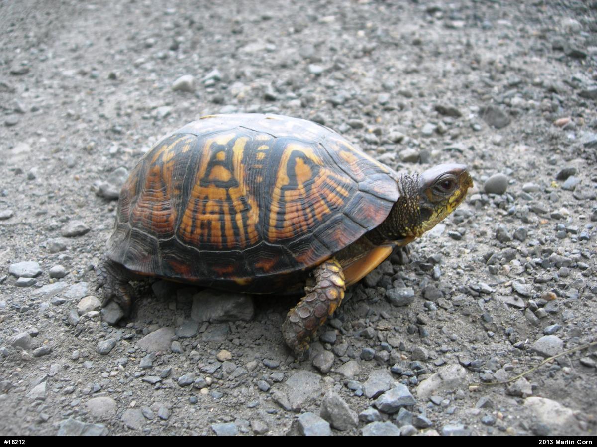Eastern Box Turtle