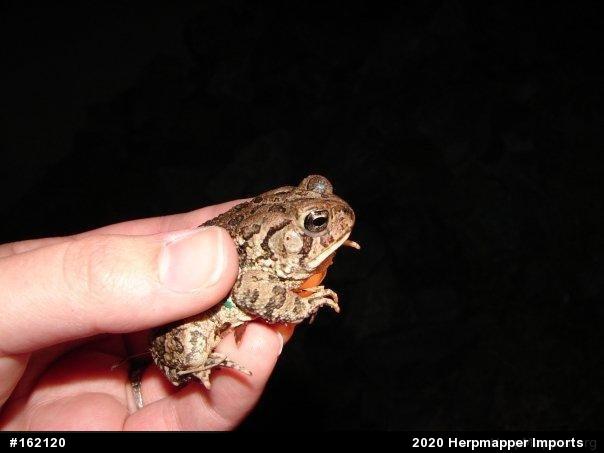 Eastern American Toad
