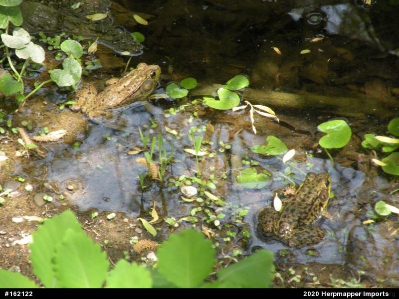 Green Frog